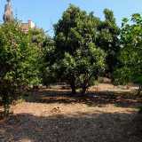 ...alberi di prugne e agrumi, cycas, ulivi...